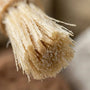 Siwak Dent blanche mise en avant du siwak