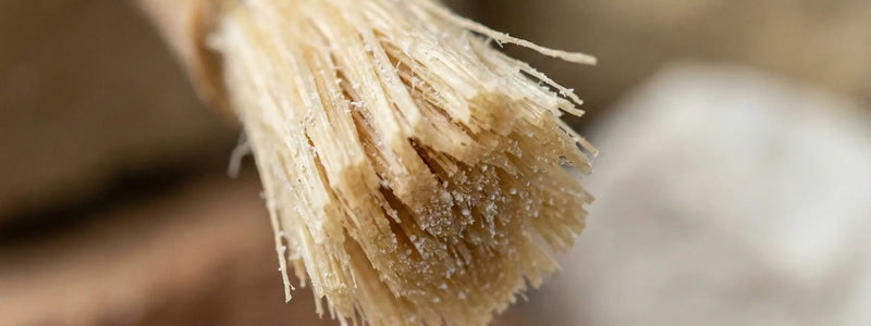 Baton de siwak mis en avant pour les gencives qui saignent