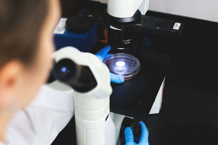 Recherche scientifique sur le Siwak, technicien de laboratoire avec gants bleus analysant échantillon au microscope professionnel, contrôle qualité des bâtonnets miswak naturels